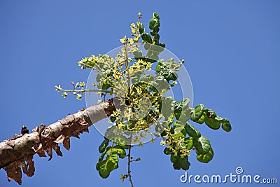 Frankincense tree in blossom Stock Photo